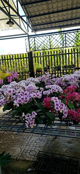 Trồng và cung cấp hoa lan - Nhà Vườn Hoa Lan Cầu Ván